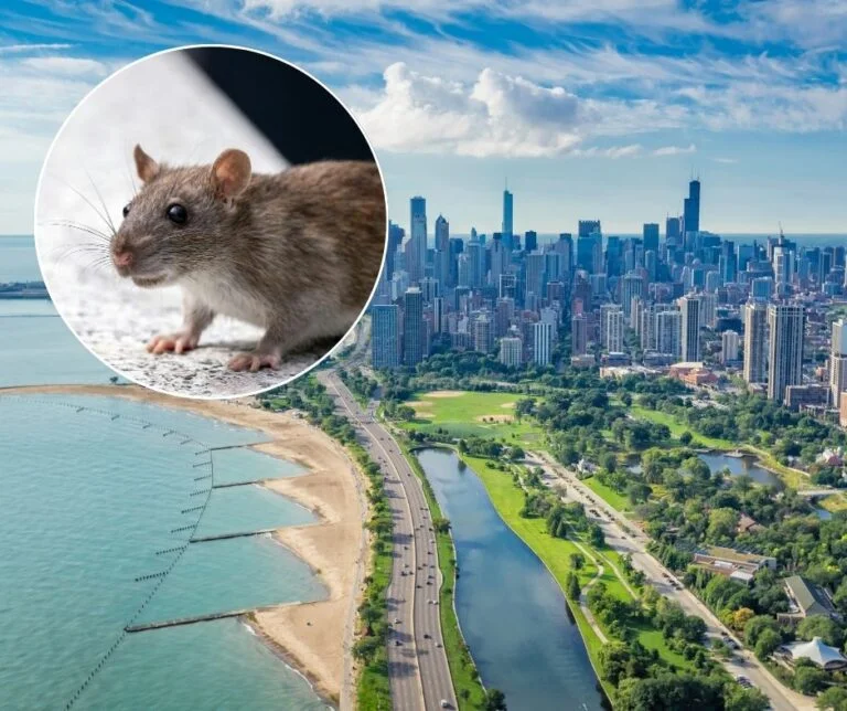 Chicago Dethroned as America’s Rat King! You Won’t Believe Who Took the Title…