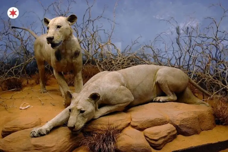 The Incredible True Story Behind Chicago’s Most Disturbing Museum Exhibit