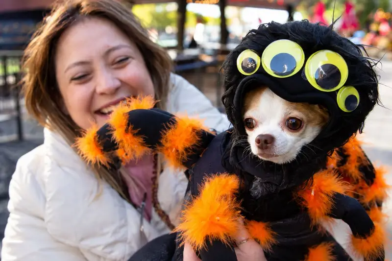A laughing woman holding a small white and tan Chihuahua dressed in a fuzzy black and orange Halloween spider costume with large googly eyes.