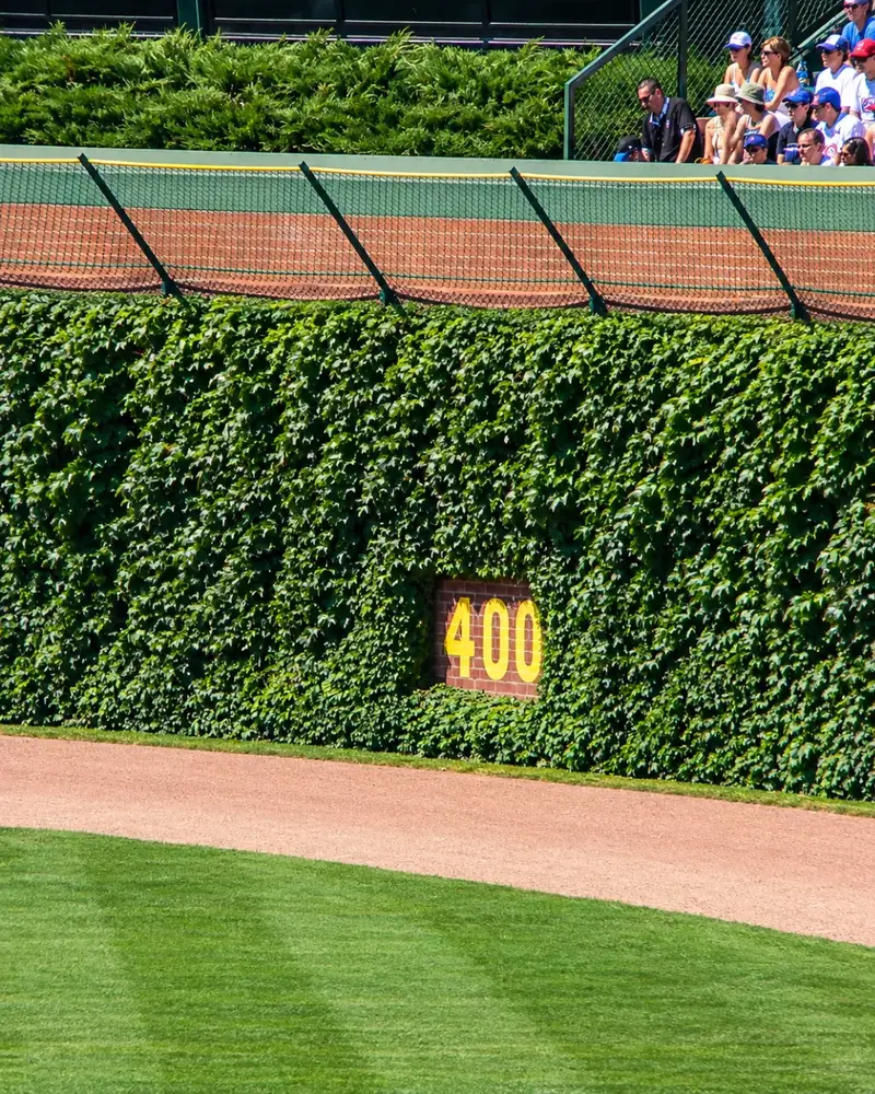 A close-up of the famous green Boston ivy covering the brick outfield wall at Wrigley Field in Chicago, featuring the yellow 400-foot distance marker.